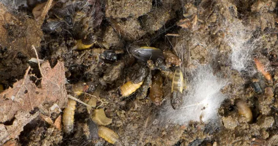 La sciaride ou mouche des terreaux