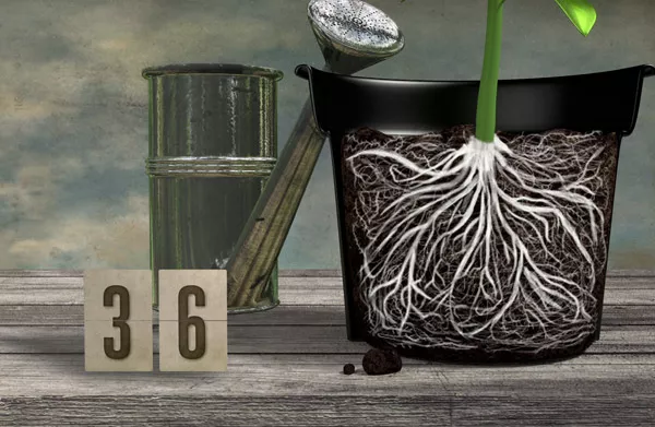 Repotting Your Plants
