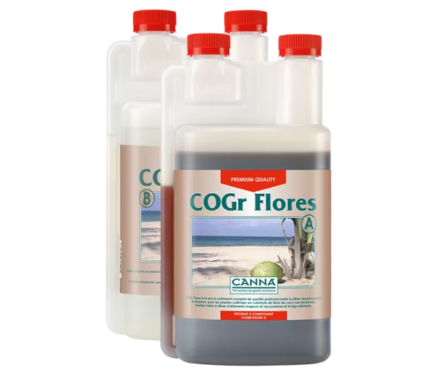 CANNA COGr Flores