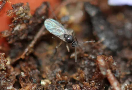 Fungus gnats - Pests & Diseases