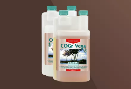 CANNA COGr Vega